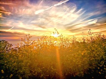 Trees against sky during sunset