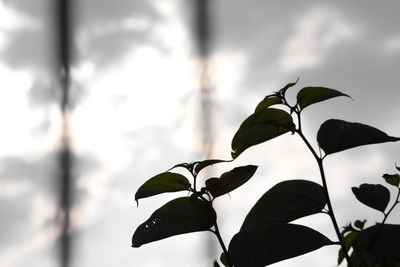 Close-up of plant against sky