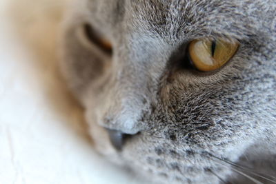 Close-up portrait of cat