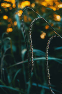 Close-up of grass growing on field