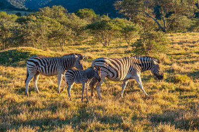Zebras on a field