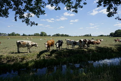 Cows on field against sky