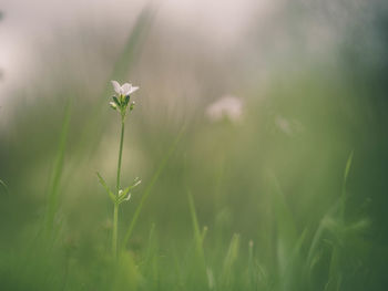 Close-up of flowering plant on field