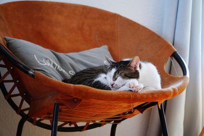 Cat sleeping on chair