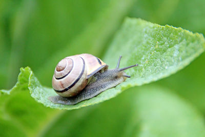 Close-up of snail on green leaf