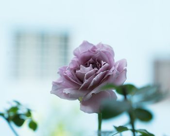 Close-up of pink rose blooming outdoors