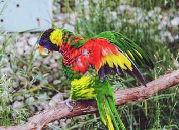 Close-up of rainbow lorikeet on tree branch