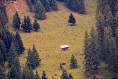 High angle view of pine trees in forest