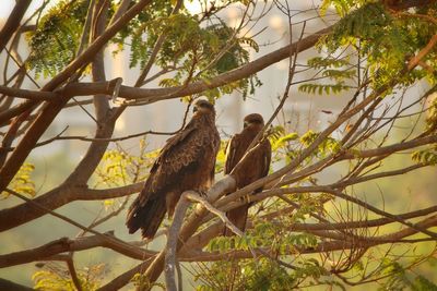 Low angle view of eagle's perching on tree