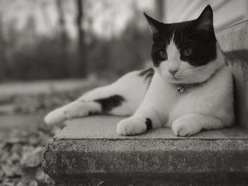 Close-up of cat resting outdoors