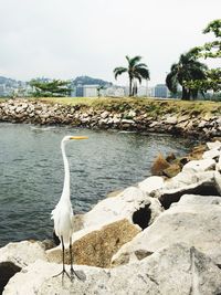 Bird perching on rock by sea against sky