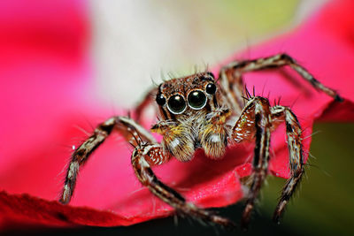 Close-up of spider