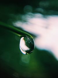 Close-up of water drops on leaf