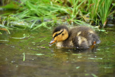 View of duck swimming in lake