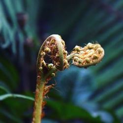 Close-up of plant against blurred background