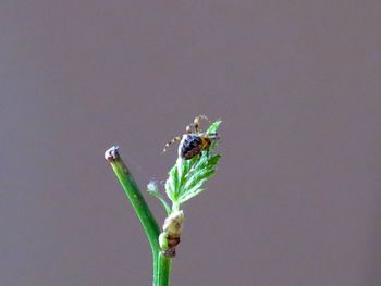 Close-up of insect on wall