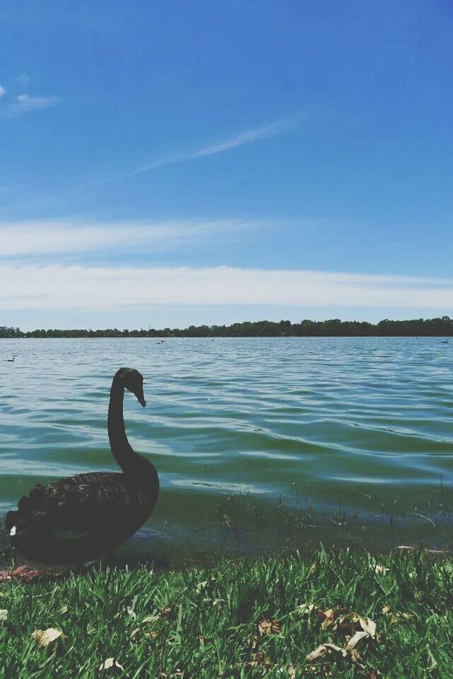 water, lake, tranquility, blue, tranquil scene, sky, beauty in nature, nature, scenics, grass, sea, lakeshore, day, outdoors, idyllic, calm, shore, no people, bird, rippled