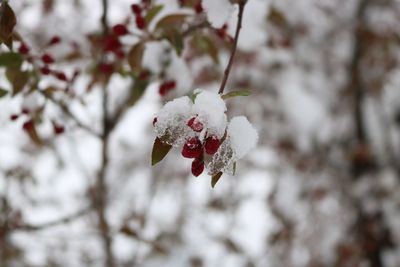 Close-up of frozen flower on tree