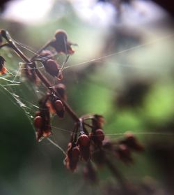 Close-up of spider on web