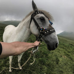 Close-up of a horse hand on a field