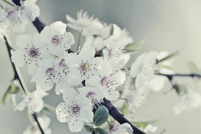 Close-up of white flowers blooming outdoors