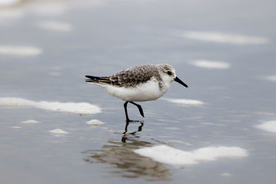 Seagull on a lake