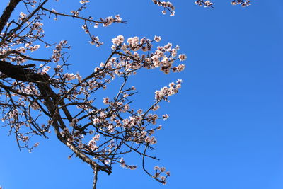 Low angle view of cherry blossoms against blue sky