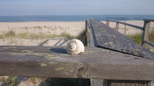 Close-up of damaged shell on railing at beach against sky