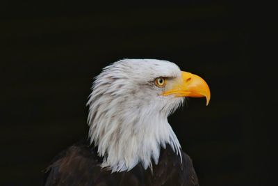 Close-up of eagle against black background