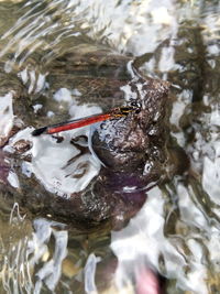 High angle view of turtle in lake