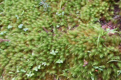 Full frame shot of flowering plants