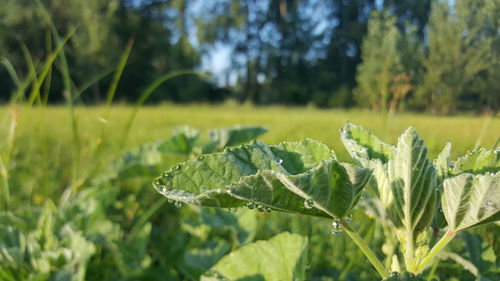 Close-up of plant