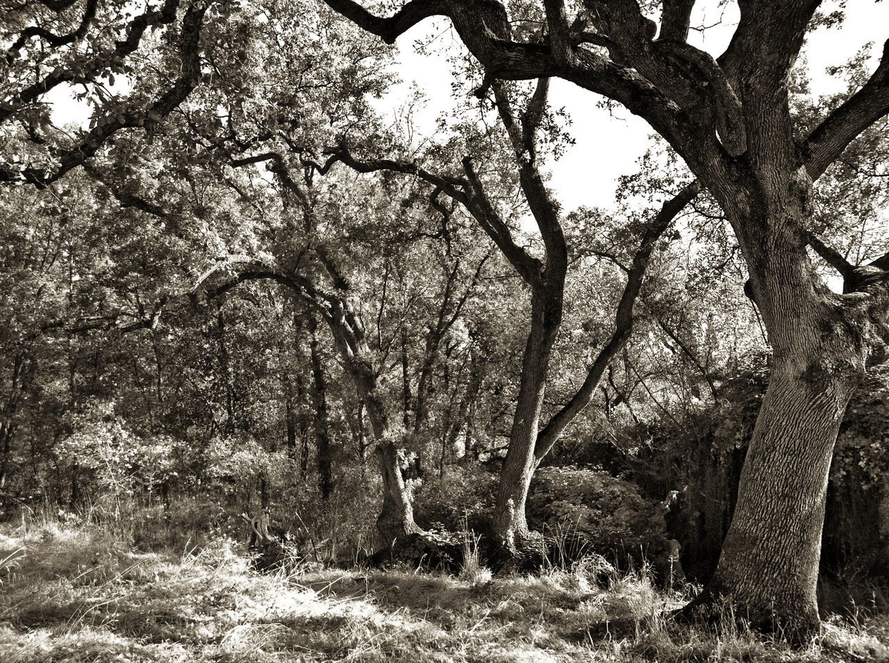 tree, branch, tree trunk, tranquility, bare tree, nature, growth, tranquil scene, beauty in nature, scenics, low angle view, forest, sky, landscape, non-urban scene, day, outdoors, woodland, no people, non urban scene