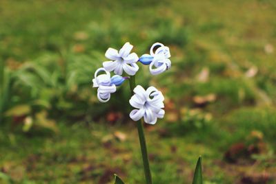 Close-up of purple flowers