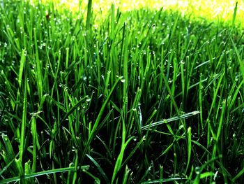 Full frame shot of fresh green field