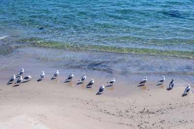 Flock of seagulls on beach