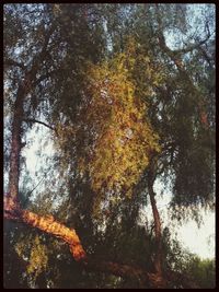 Low angle view of trees in forest