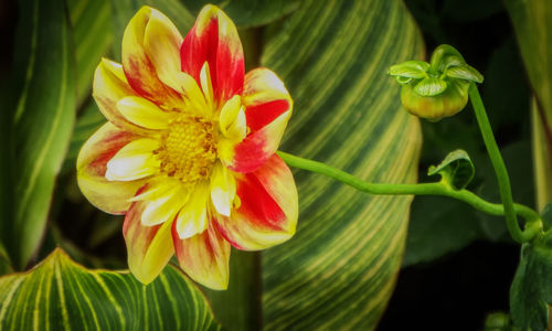 Close-up of day lily blooming outdoors