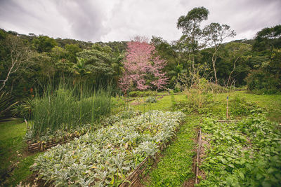 Plants growing on field against sky