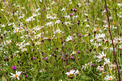 Close-up of purple flowering plants on field