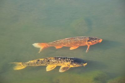 High angle view of fish swimming in pond