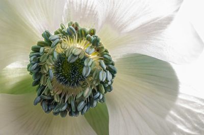 Close-up of white daisy flower