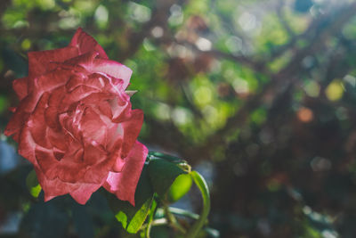 Close-up of pink rose