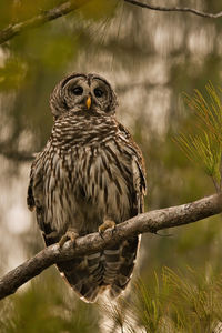 Bird perching on branch