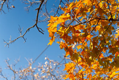 Low angle view of autumnal tree against sky