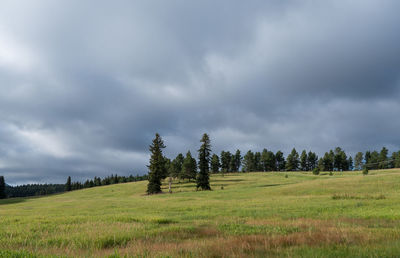 Trees on field against sky