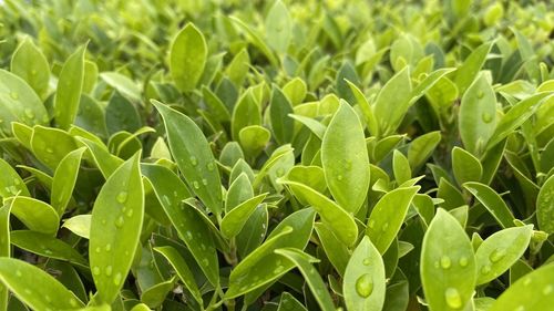 Close-up of crops growing on field