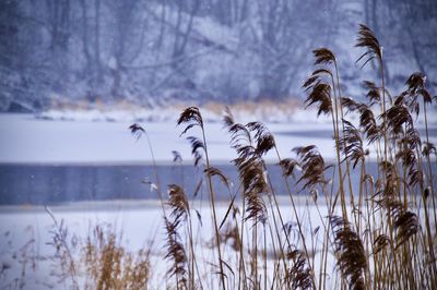 Close-up of snow covered land against sky