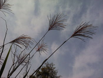 Low angle view of plant against sky