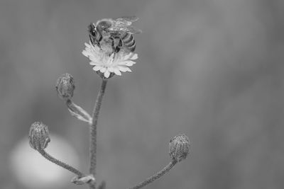 Close-up of wilted flower